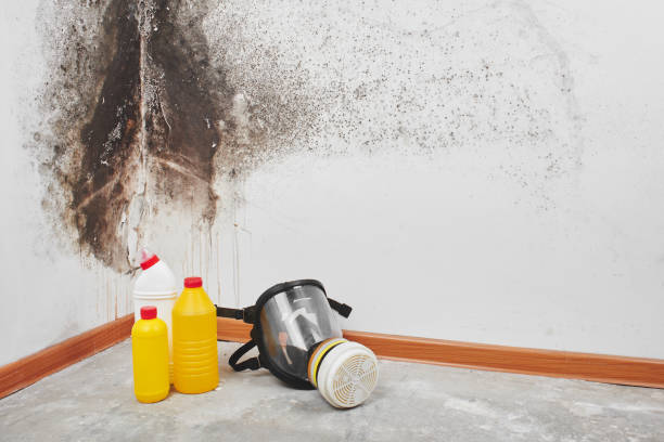 Attic Mold Removal in Plain City, OH