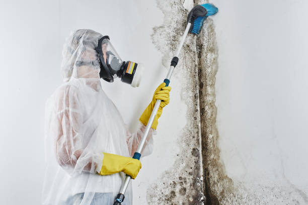 Certified Mold Removal