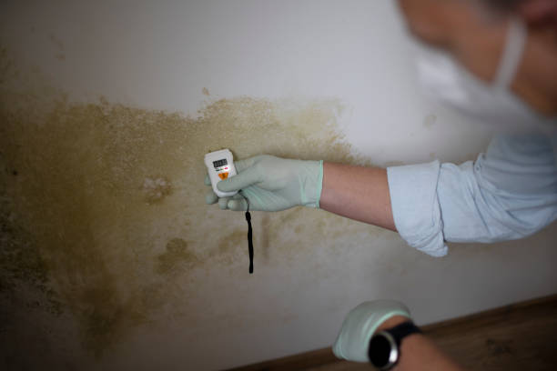 Best Mold Testing and Removal  in Plain City, OH