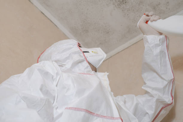 Home Mold Removal in Plain City, OH