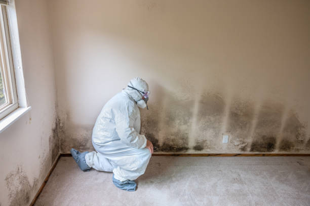 Best Crawl Space Mold Removal  in Plain City, OH