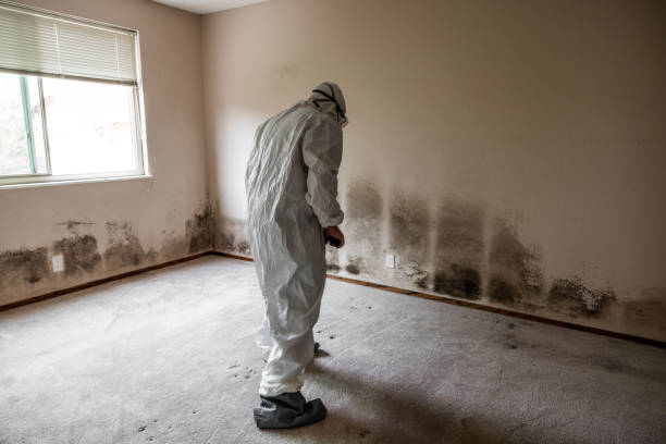 Mold Removal Process in Plain City, OH