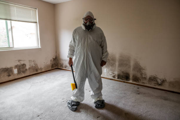 Best Mold Cleaning Services  in Plain City, OH