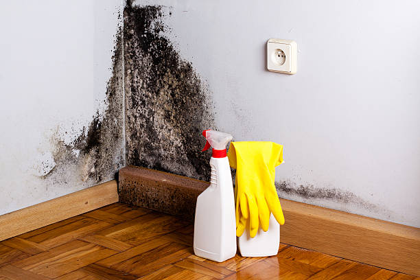 Best Commercial Mold Removal  in Plain City, OH