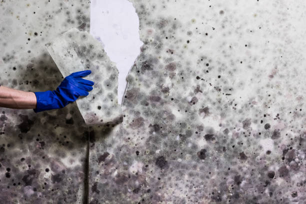 Best Emergency Mold Removal  in Plain City, OH