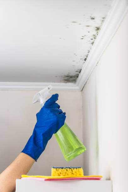 Best Commercial Mold Removal  in Plain City, OH