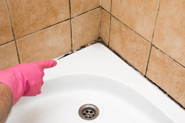 Best Affordable Mold Removal  in Plain City, OH